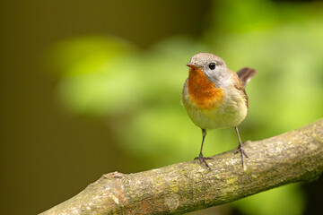 Muchołówka mała (Ficedula parva)  © Grzegorz