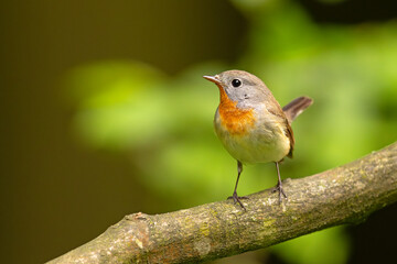 Muchołówka mała (Ficedula parva)  © Grzegorz