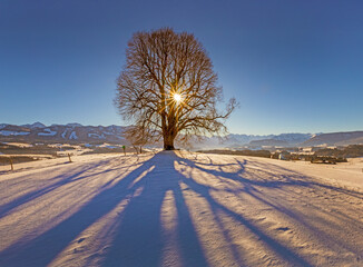 Winter - Eis - Wittelsbacher H&ouml;he - Allg&auml;u - Schnee - Sonnenstern - Schattenspiel