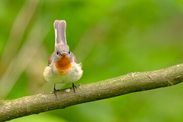 Muchołówka mała (Ficedula parva)  © Grzegorz