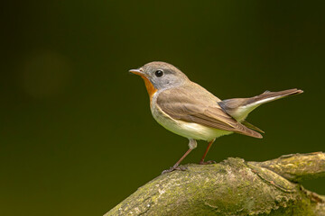 Muchołówka mała (Ficedula parva)  © Grzegorz