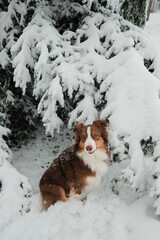 Australian shepherd sitting under snow covered evergreen branches in winter forest. Concept of shelter, calm nature, seasonal pet portrait, cold weather and peaceful outdoor mood.