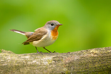 Muchołówka mała (Ficedula parva)  © Grzegorz