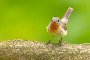 Muchołówka mała (Ficedula parva)  © Grzegorz
