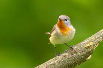 Muchołówka mała (Ficedula parva)  © Grzegorz