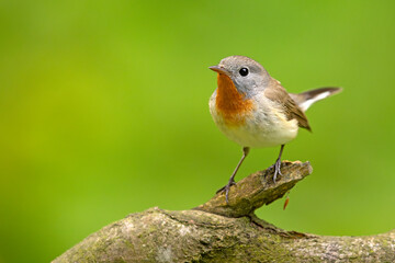 Muchołówka mała (Ficedula parva)  © Grzegorz