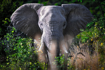 African Elephant 
