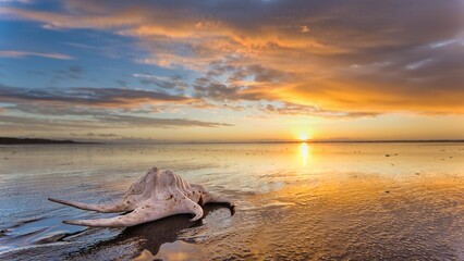 Sea Shell on a Wet Reflection Beach