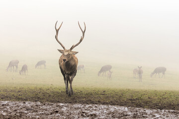 Hirsch auf einer Lichtung im Nebel, im Hintergrund einige Hirschk&uuml;he