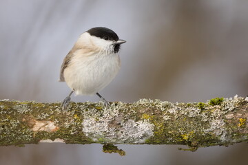 Marsh Tit (Poecile palustris) Perched on Lichen Covered Branch in Winter &mdash; Common bird of the Czech Republic