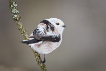 Long-tailed Tit (Aegithalos caudatus) Perched on Mossy Branch in Winter &mdash; Common bird Species in the Czech Republic