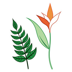 heliconia jade vine vector © MOHAMMADRIPON