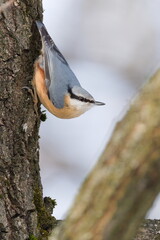 Eurasian Nuthatch (Sitta europaea) &mdash; adult clinging upside-down on a mossy tree trunk; a common bird species in the wild in the Czech Republic