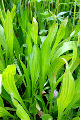 Obraz premium Lanceolate plantain, plantago lanceolata grows in nature