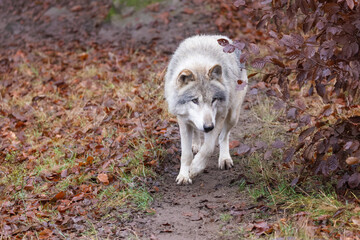 Wolf im Tierpark Altenfelden in &Ouml;sterreich