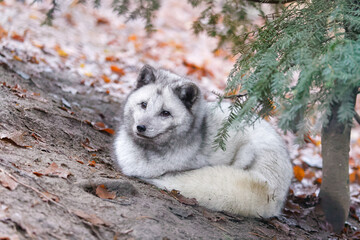 Polarfuchs im Tierpark Altenfelden in &Ouml;sterreich