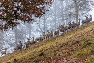 Rotwildrudel auf einer Lichtung im Nebel im Tierpark Altenfelden in &Ouml;sterreich