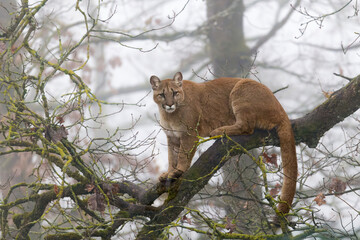 Puma auf einem Baum im Tierpark Altenfelden in &Ouml;sterreich