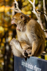 Obraz premium Barbary Macaques in Natural Habitat- Wild Monkeys at Affenberg Salem