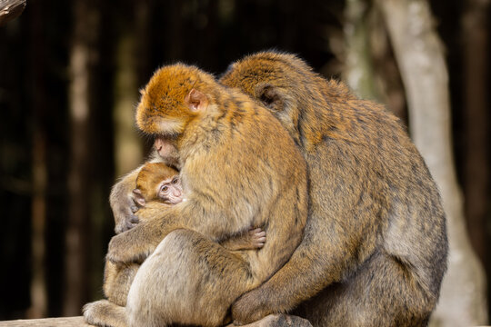 Barbary Macaques in Natural Habitat- Wild Monkeys at Affenberg Salem