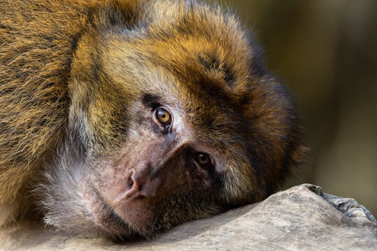 Barbary Macaques in Natural Habitat- Wild Monkeys at Affenberg Salem