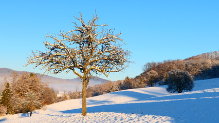 Akazienbaum in winterlicher Wienerwald- Landschaft, Nieder&ouml;sterreich
