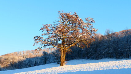 Akazienbaum in winterlicher Landschaft, Nieder&ouml;sterreich