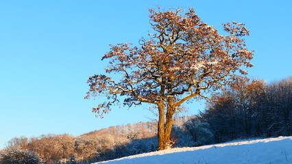 Baum in winterlicher Landschaft, Nieder&ouml;sterreich