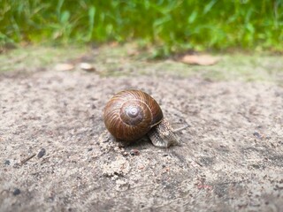 Crawling garden snail on rough concrete surface outdoors. Moving slowly with extended tentacles across textured gray ground while carrying spiral shell in natural green blurred background
