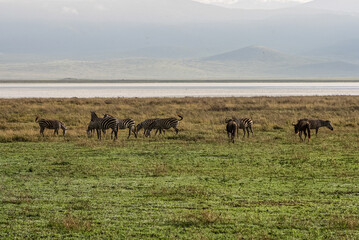 Fototapeta premium Zebras and Wildebeest Grazing on the African Savanna