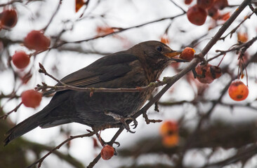 Female of blackbird, turdus merula is eating crab apple in winter. Bird in winter time