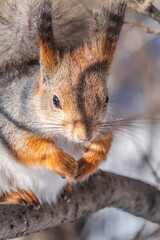 Fototapeta premium The squirrel sits on a branches without leaves in the winter or autumn