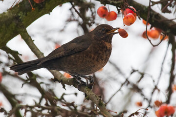 Female of blackbird, turdus merula is eating crab apple in winter. Bird in winter time