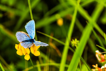 Petit papillon du nom d'Argus bleu évoluant sur une fleur dans la campagne du sud de la France © Sitskymi