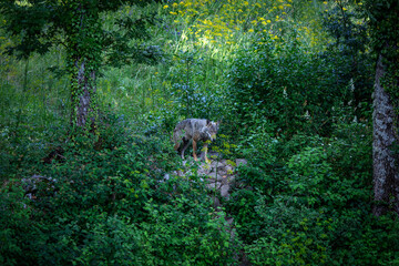 Apennine wolf (Canis lupus italicus), an endemic subspecies of the gray wolf that inhabits the Apennines, is known as a protected species that is repopulating central Italy after being on the brink of