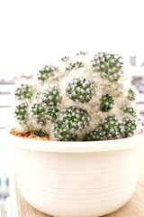 In selective focus a cactus growing in a flower pot with white background 