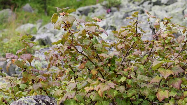 A close-up of a red currant branch with berries