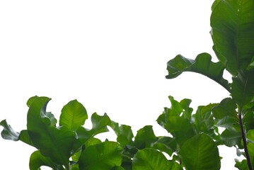 A tropical tree with leaves branches on white isolated background for green foliage backdrop 