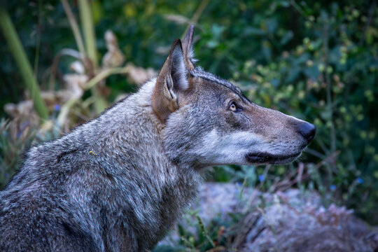 Apennine wolf (Canis lupus italicus), an endemic subspecies of the gray wolf that inhabits the Apennines, is known as a protected species that is repopulating central Italy after being on the brink of