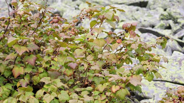 A close-up of a red currant branch with berries