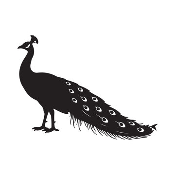 peacock silhouette standing wildlife illustration silhouette silhouette vector