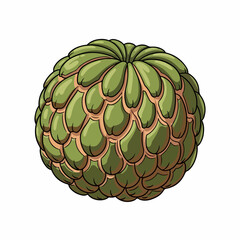 Custard apple illustration, distinct green scales on clean white backdrop. Exotic fresh produce, sweet tropical fruit, perfect for healthy food blogs, juice recipes.