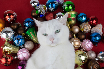 A funny white cat lies on Christmas tree balls on a red background. The concept of the Chinese New Year and Christmas