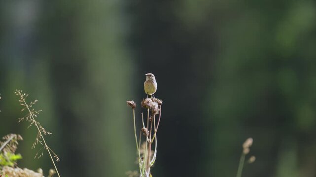 Amur stonechat sits on a dry blade of grass