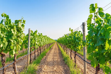 Green vineyard row pathway under blue sky, sunny agriculture landscape, wine grape plant farm, countryside field, tranquil nature scene