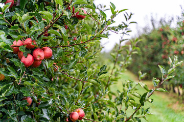 Orchard with ripe red apples on trees after rain, fresh green leaves covered with water droplets, wet grass, soft natural light, and a calm rural autumn atmosphere. Green trees alley.