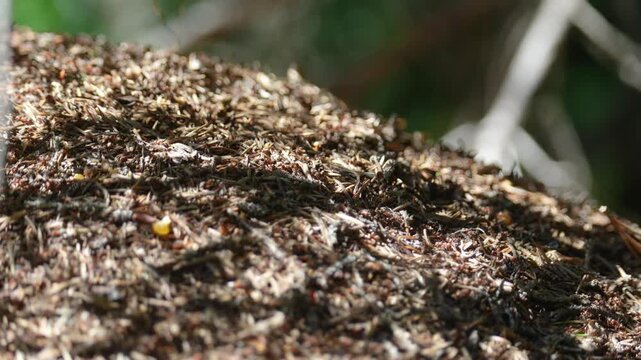 Ants crawling on an anthill. Close-up.