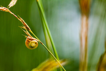Vue de la coquille d'un petit escargot endormi en équilibre sur son herbe doucement balancée par...