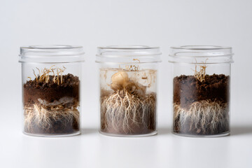 Scientific experiment showing plant growth and root development in soil. Three glass jars for a botany or biology study on a white background