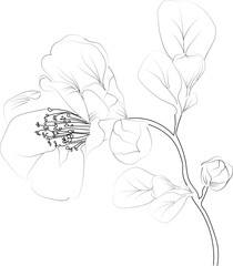 Vector sketch of Quince flowers. Vector illustration of a Beautiful ivy flower with a bouquet of yellow Quince flowers and leaves. vintage floral vector illustration, detailed flower coloring pages